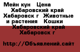 Мейн кун › Цена ­ 25 000 - Хабаровский край, Хабаровск г. Животные и растения » Кошки   . Хабаровский край,Хабаровск г.